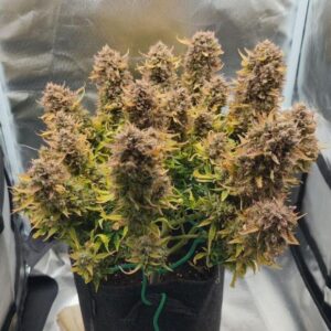 Ziarna marihuany – Quick One Auto | Szybkie nasiona konopi