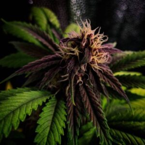 Red Purps nasiona marihuany Babcia Ganja Seeds fioletowe kwiaty owocowy aromat winogrono THC 18-22% indoor outdoor