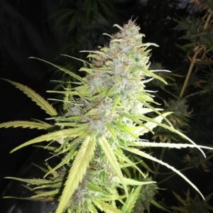 Kwiaty konopi Speedy Chile Fast Version o zwartej strukturze i zielono-pomarańczowych odcieniach