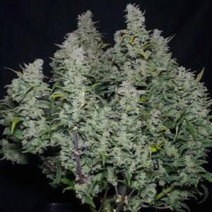 nasiona marihuany Strawberry Banana Auto feminizowane autoflower słodka odmiana Babcia Ganja Seeds
