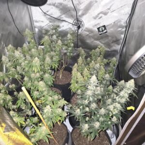 ALT zdjęcia: Bruce Banner x White Russian nasiona marihuany o wysokiej zawartości THC i dużej produkcji żywicy
