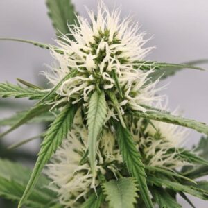 Cookies XL Auto nasiona marihuany automaty BabciaGanja.pl