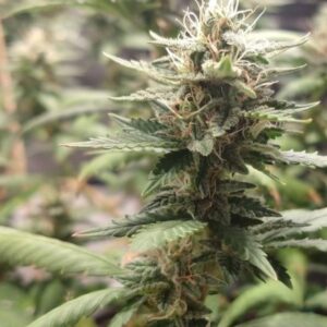 Hindu Kush