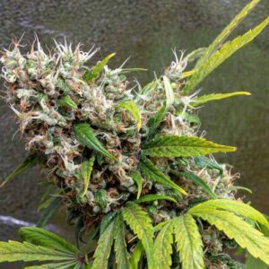 Roślina Neville’s Haze z nasion marihuany indoor, wysoka odmiana sativa o długim czasie kwitnienia i rozbudowanych topach