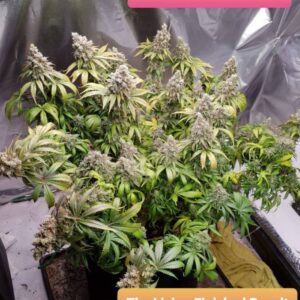 Sweet Afghan Delicious F1 Auto – nasiona automatyczne Indica o gęstych, żywicznych kwiatach i ciemnozielonych topach
