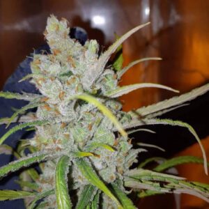 Amnesia Hy-Pro – nasiona marihuany sativa o cytrusowym aromacie i wysokiej mocy