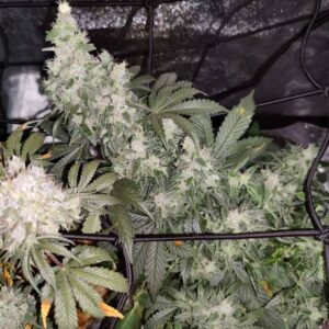 Auto Devil XXL nasiona automaty – wydajna odmiana autoflower o wysokich plonach i intensywnym aromacie.