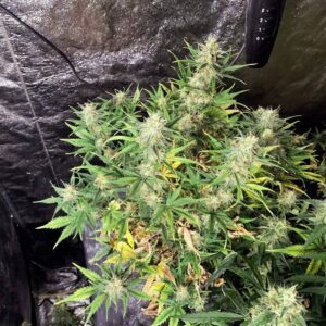 Auto White Widow, automatyczna odmiana marihuany z gęstymi żywicznymi kwiatami, wysoką produkcją żywicy oraz ziemisto-sosnowym aromatem.