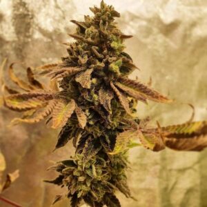 nasiona marihuany Banana Zkittlez odmiana indoor outdoor słodki aromat banana i owoców