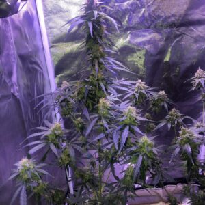 nasiona marihuany Banana Zkittlez Auto odmiana autoflower indoor outdoor bananowy słodki aromat owocowy Zkittlez