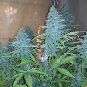 Chocolope Kush nasiona marihuany sativa o czekoladowo-kawowym aromacie i wysokim potencjale plonowania