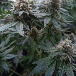 Gary Payton nasiona marihuany hybryda premium żywiczne topy mocna odmiana konopi Indica Sativa
