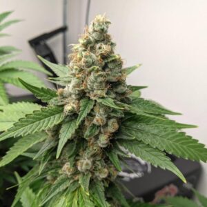 Green Crack nasiona indoor marihuany cytrusowa odmiana szybka uprawa indoor | BabciaGanja.pl