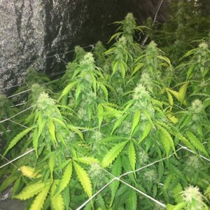 Green Crack Auto nasiona marihuany automatyczne sativa szybki wzrost cytrusowy aromat | BabciaGanja.pl