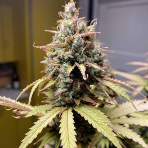 Roślina LSD Auto z nasion automaty, odmiana autoflower o kompaktowej budowie i szybkim kwitnieniu