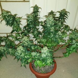 Orange Sherbet Auto – nasiona marihuany autoflowering o cytrusowym i słodkim profilu aromatycznym