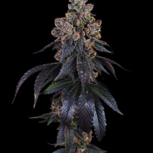 Peanut Butter Breath Auto nasiona marihuany autoflower o orzechowym aromacie