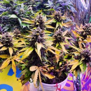 Purple Kush Auto fioletowa roślina nasiona automaty indica kolorowe topy