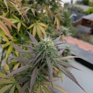 Serious 6 nasiona indoor outdoor sativa odporna odmiana