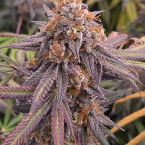 Slush Mint Cake nasiona indoor wysokie THC