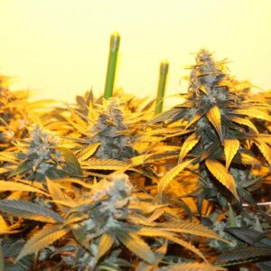 Somango Haze – nasiona konopi, wysoka roślina sativa z wąskimi liśćmi i tropikalnym mango aromatem