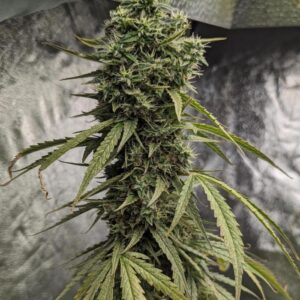 Strawberry Cough Auto nasiona automatyczne truskawkowy aromat sativa szybka uprawa