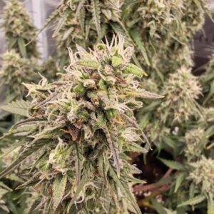 Strawberry Haze Auto – nasiona automatyczne Sativa o truskawkowym aromacie i zwartej strukturze kwiatów