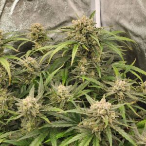 Nasiona marihuany Super Lemon Haze Auto – autoflowering indoor outdoor, cytrusowy lemon haze, żywiczne topy, energetyczna sativa, szybki cykl wzrostu