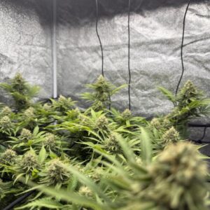 Think Tank – nasiona marihuany z żywicznymi topami i intensywnym cytrusowo-ziołowym aromatem