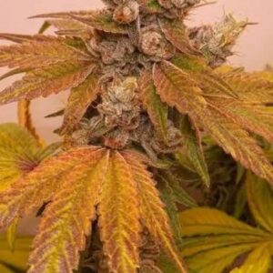 pestki marihuany indoor Black Papaya feminizowane nasiona konopi Indica