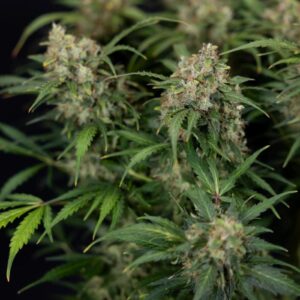 Green Ice Cheese Auto nasiona marihuany automaty odmiana autoflowering Gelato Auto x Exodus Cheese Auto