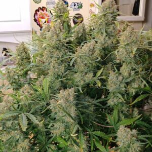 Guava Auto automatyczne nasiona marihuany – odmiana autoflower z THC do 28%, tropikalnym aromatem gujawy i wysoką produkcją żywicy.