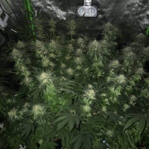 Master Kush feminizowane nasiona marihuany indica gęste żywiczne topy kompaktowa roślina relaksujący efekt wysokie THC