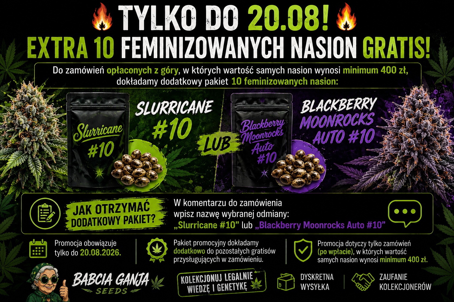 Extra 10 feminizowanych nasion Slurricane lub Blackberry Moonrocks Auto przy zamówieniu za min. 400 zł – promocja do 20.08.2026.