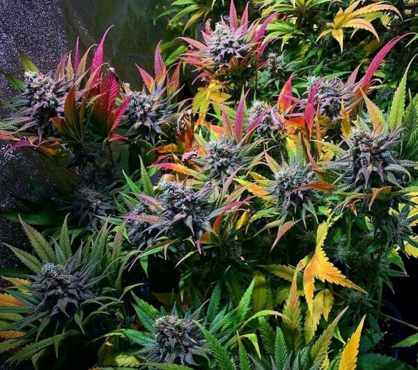 Super Skunk