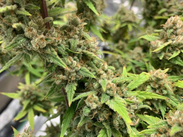 Green Poison XXL Auto – kolekcjonerskie nasiona marihuany Babcia Ganja
