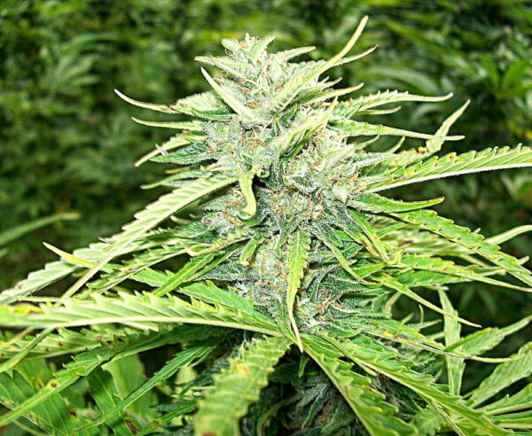 ! HIT OUTDOOR ! White Russian FAST