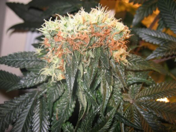 Magnum Auto