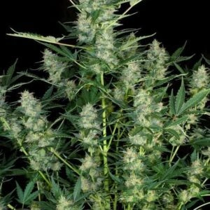 White Russian Auto – feminizowane nasiona konopi Auto