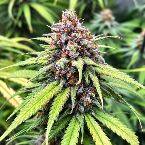 Wedding Cake – feminizowane nasiona konopi Indoor