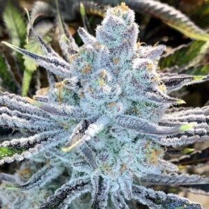 60 Day Grapefruit Auto – żywiczne kwiaty odmiany autoflower o intensywnym cytrusowym aromacie
