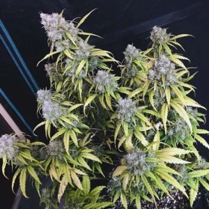 Cream Mandarine XXL Auto feminizowane nasiona automatyczne