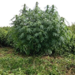 Easy Sativa – odmiana marihuany Outdoor o przewadze Sativa