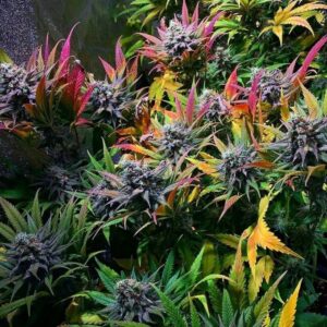 Super Skunk – feminizowane nasiona marihuany Indica