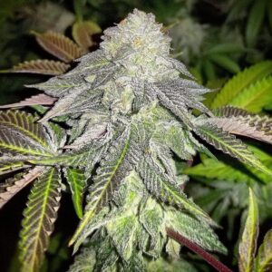 Gorilla Zkittlez – feminizowane nasiona Indoor