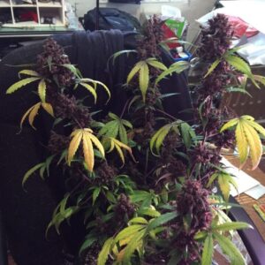 Dark Devil Auto – feminizowane nasiona marihuany purple