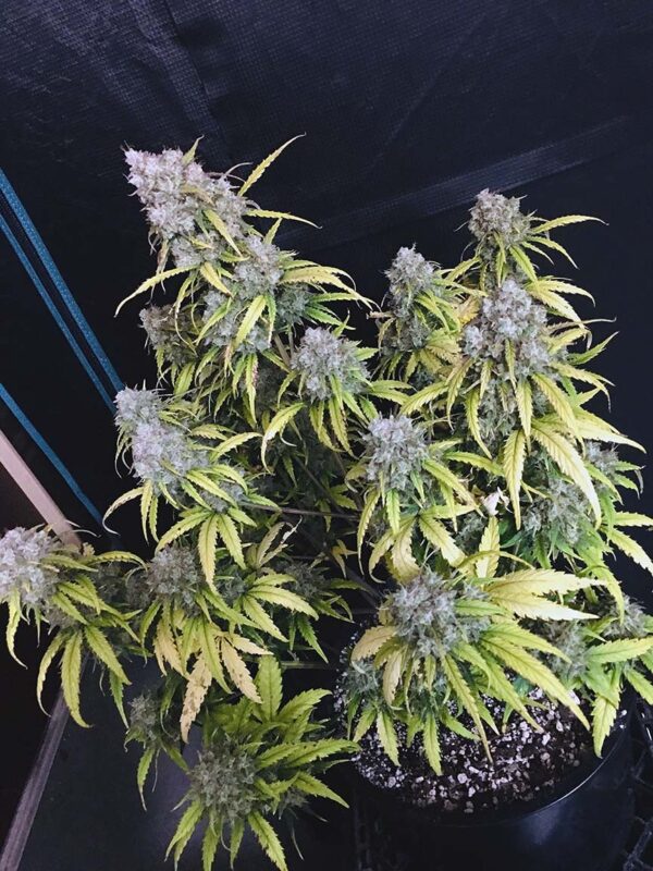 Cream Mandarine XXL Auto