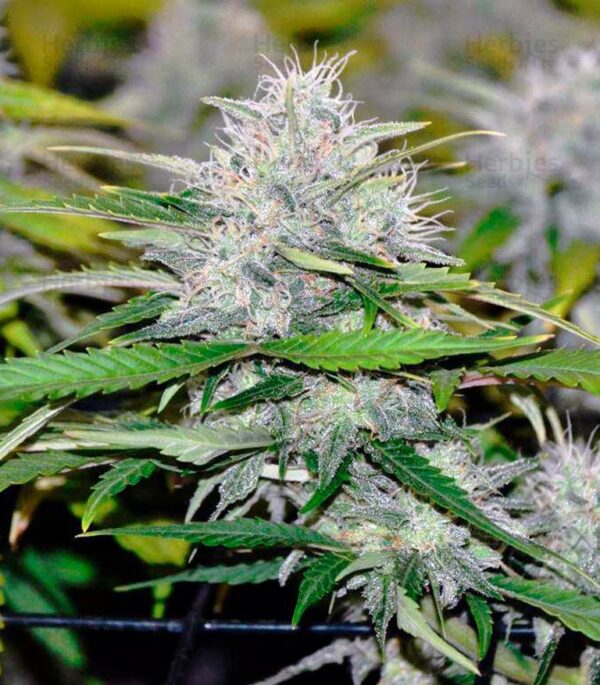 Cream Mandarine XXL Auto - obrazek 2