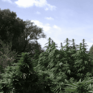 Purple Maroc – feminizowane nasiona Sativa outdoor
