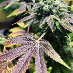 Jamaican Cream – feminizowane nasiona Sativa